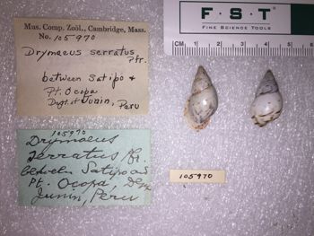 Media type: image; Malacology 105970 Description: 105970_Drymaeus_serratus image;
